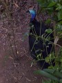 Southern Cassowary